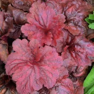 Tűzeső "Fire Alarm" 20cm "Heuchera"