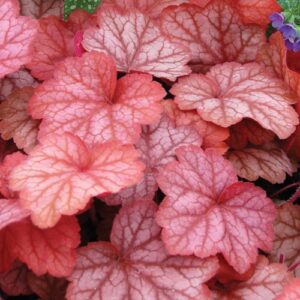 Tűzeső "Georgia Peach" 20cm "Heuchera"