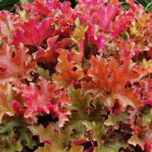Tűzeső "Marmalade" 20cm "Heuchera"