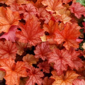 Tűzeső "Paprika" 20cm "Heuchera"