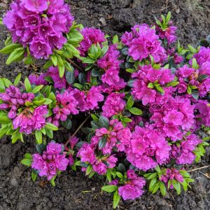 Havasszépe "Geisha Purple" Lila 20-30cm "Rhododendron hybridum"