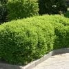 Lonicera nitida maigrün Terülő mirtuszlonc