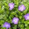 Sárga tarka levelű nagy meténg "Vinca major Maculata"