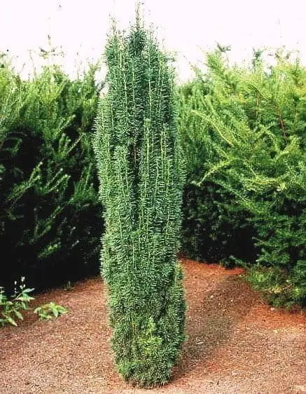 Taxus baccata Fastigiata robusta