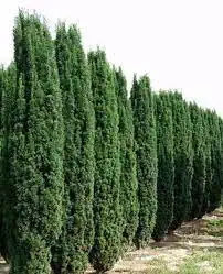 Taxus baccata fastigiata robusta