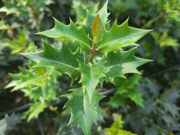 Illatcserje illatvirag osmanthus heterophyllus