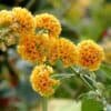 Nyári orgona "Buddleia Sungold"