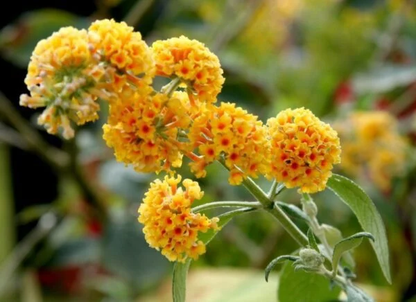 Nyári orgona "Buddleia Sungold"