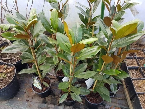 Magnolia Grandiflora little gem