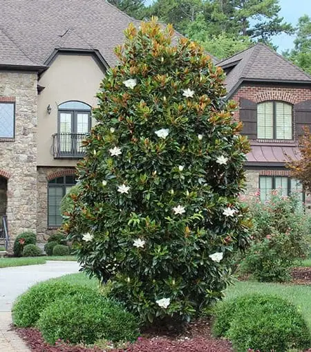 Magnolia Grandiflora Örökzöld Little gem