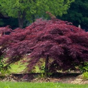 Japán Juhar "Crimson Queen" 40-60 cm "Acer palmatum" Japánjuhar