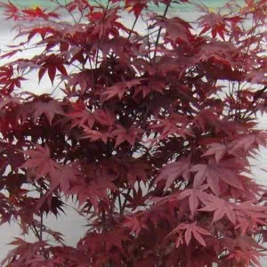 Japán juhar "Red Emperor"
