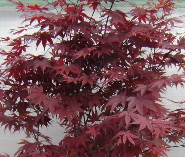 Japán juhar "Red Emperor"