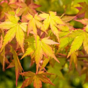 Japán Juhar "Summer Gold" 100 cm "Acer palmatum" Arannysárga lombú Japánjuhar