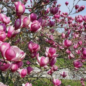 Magnolia-liliomfa-rustica-rubra