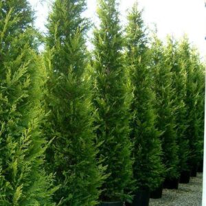 Oszlopos leylandi ciprus "Green Rocket" 100 cm "Cupressocyparis leylandii"