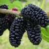 Fekete eperfa "Morus nigra"