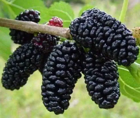 Fekete eperfa "Morus nigra"