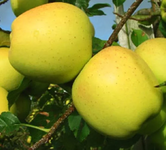 Alma golden delicious reinders