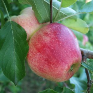 Alma "Mollies Delicious" 150cm (Szabadgyökeres)