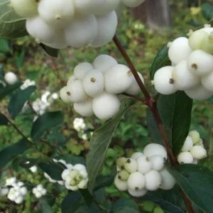 Fehér Hóbogyó 80cm "Symphoricarpos albus"