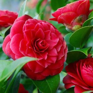 Japán kamélia "Black Lace" 40-60cm "Camellia japonica" Sötétpiros