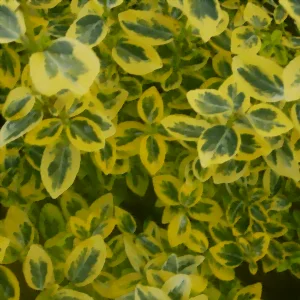 Arany Kecskerágó bokor 20-30cm "Euonymus fortunei Emerarald n Gold"