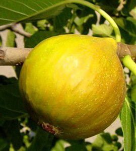 Füge "Dottato" 180 cm "Ficus carica"