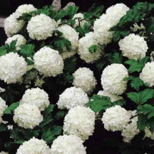 Labdarózsa 80 cm "Viburnum opulus" 'Roseum'