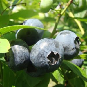 Kék áfonya "Darrow" 30cm "Vaccinium Corymbosum"