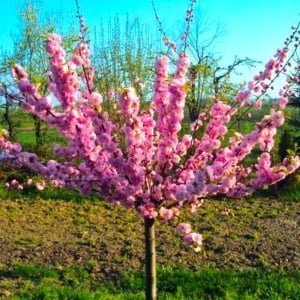 Magastörzsű babarózsa 150 cm Rózsaszín virágú "Prunus triloba Multiplex"