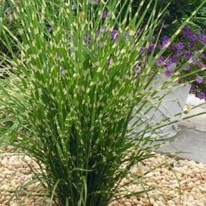 Zebrafű 40-60cm "Miscanthus sinensis Zebrinus"