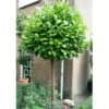 babermeggy-novita-prunus-laurocerasus-magastorzsu-ár koronakert.hu