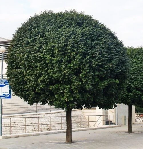 Gomb Koris Fa () Gomb Koris Fa