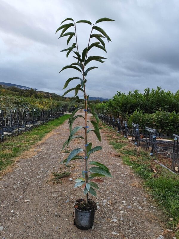szelíd-gesztenye-Bouche-de-Betizacfa-cserepes-csemete-ára-Castanea-sativa-www.koronakert.hu