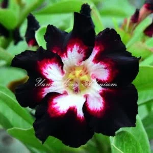 Sivatagi rózsa MAG "Black Lover" 10 db "Adenium obesum"
