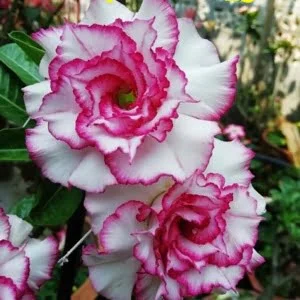 Sivatagi rózsa MAG "Carnation" 10 db "Adenium obesum"