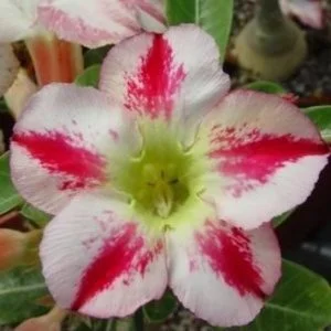 Sivatagi rózsa MAG "Fragrant Delight" 10 db "Adenium obesum"