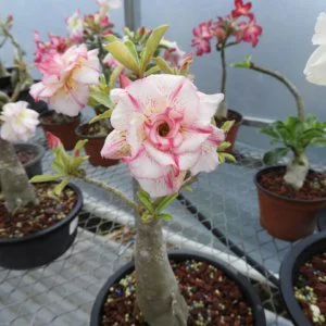 Sivatagi rózsa MAG "Pink Panther" 10 db "Adenium obesum"