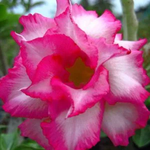 Sivatagi rózsa MAG "Sapphire" 10 db "Adenium obesum"