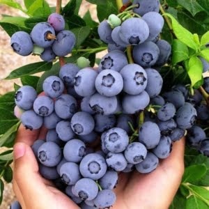 Kék áfonya "Duke" 30 cm "Vaccinium Corymbosum"