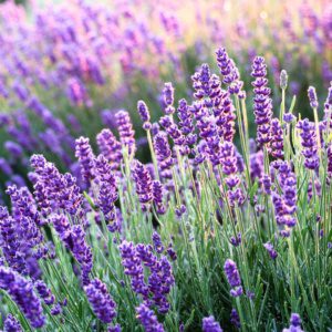 Levendula "Hidcote blue" 20cm "Lavandula angustifolia"