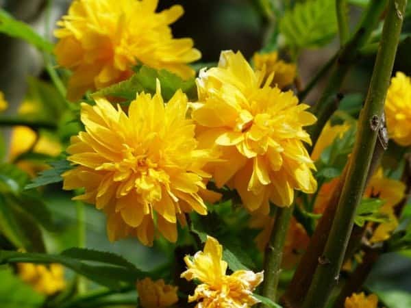Boglárkacserje "Kerria japonica"