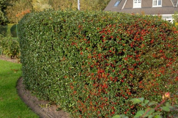 Ilex meserveae Heckenfee