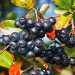 Fekete berkenye "Viking" 30 cm "Aronia melanocarpa Viking"