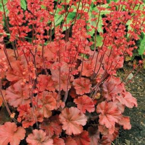 Tűzeső "Cherry Cola" 20cm "Heuchera"