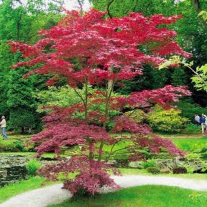 Japán Juhar "Atropurpureum" 40-60 cm "Acer palmatum" Vöröslevelű japánjuhar