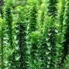oszlopos-japan-kecskerago-euonymus-japonicus-Benkomasaki-koronakert.hu