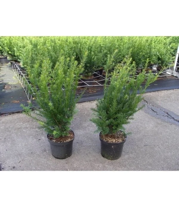 Grönlandi tiszafa Taxus media Groenland