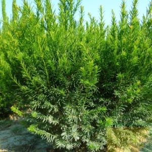 Grönlandi tiszafa Taxus media Groenland